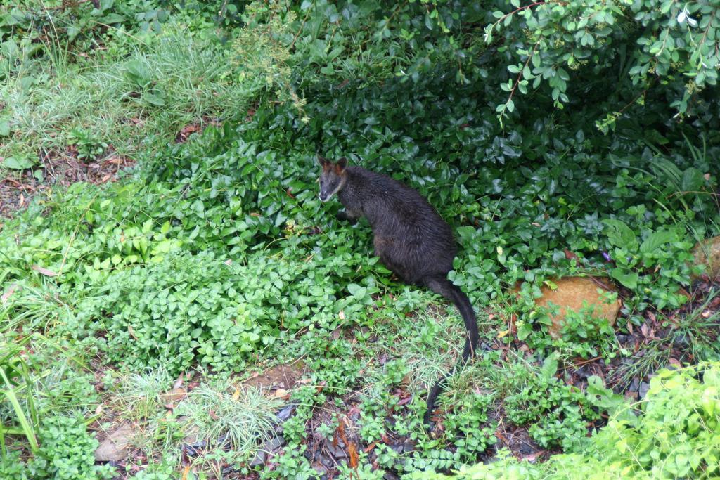 Bonza View Daire Kalorama Dış mekan fotoğraf